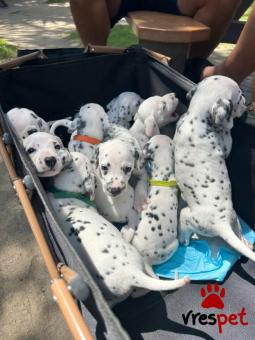 Ράτσα: Δαλματίας - Dalmatian | Ηλικία: 3 μηνών | Φύλο: Θηλυκό | Αρ. Microchip: 985113190734721 | Ιδιώτης | Εκπαιδευμένο | Pedigree | Περιοχή: Αθήνα, Αττική